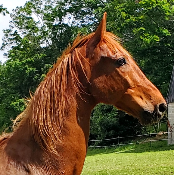 Meet your Posher, Emily - Picture 5 of 8